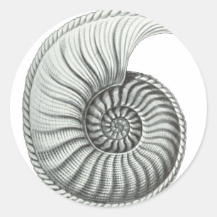 Sticker Rond Ammonite