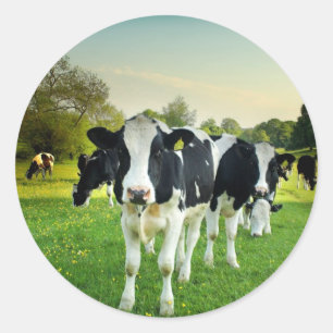 Sticker Rond Amour de vaches à regarder fixement