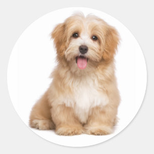 Sticker Rond Amour Havanais Tan Chien Chien Chien Chien Salut
