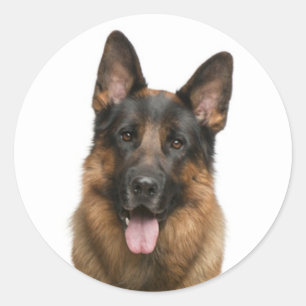 Sticker Rond Amoureux Allemand Berger Chien Coquelicot
