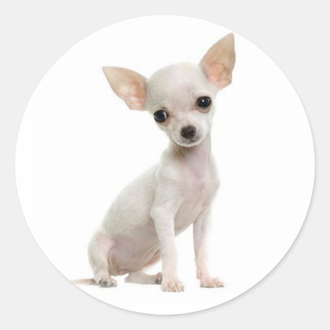 Sticker Rond Amoureux des chiens chiot mignon Funny Chihuahua (Devant)