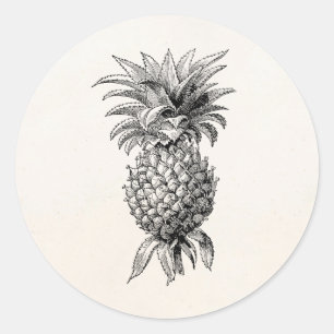 Sticker Rond Ananas vintages d'illustration d'ananas de 1800s