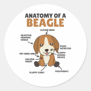 Sticker Rond Anatomie D'Un Chien Beagle Mignonne Chien Chien Ch