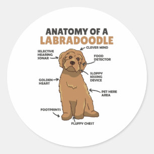 Sticker Rond Anatomie D'Un Labradoodle Cute Canine Chiot