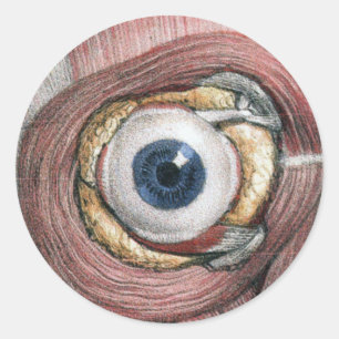 Sticker Rond Anatomie humaine vintage, Oeil de l'oeil avec des 