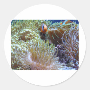 Sticker Rond anémone, avec poisson clown à l'oeil