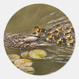 Sticker Rond Animal - Canards - Nager comme un canard