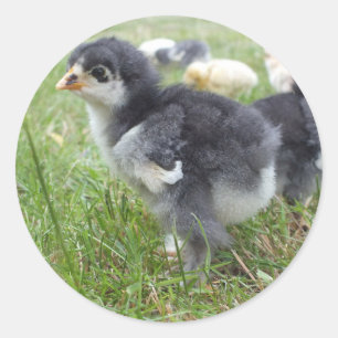 Sticker Rond animal, poulet, ferme, mignonette, oiseau, bébé,