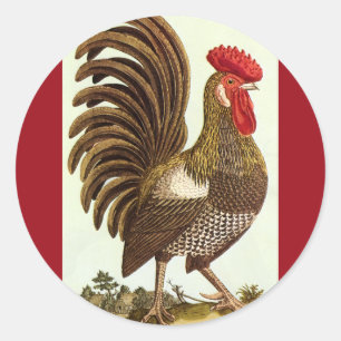 Sticker Rond Animaux de ferme vintages Poulets, Rooster Fière