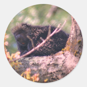 Sticker Rond Animaux de la Porcupine