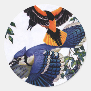 Sticker Rond Animaux sauvages vintages Oiseaux, Jays Bleus Vola