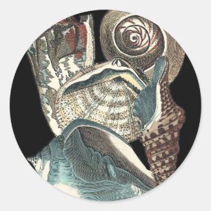 Sticker Rond Anthologie de coquillage