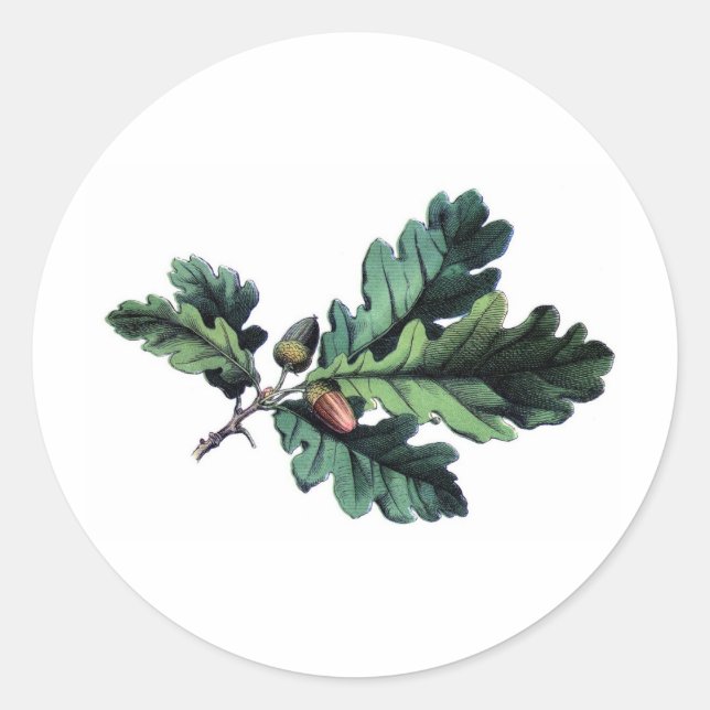 Sticker Rond Antique Botanique Imprimer Chêne Feuilles & Acorns (Devant)