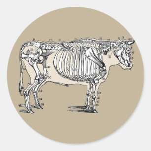 Sticker Rond Antique Cow Skeleton Bones