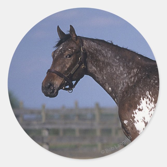 Sticker Rond Appaloosa Cheval debout (Devant)