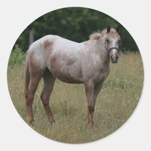Sticker Rond Appaloosa Cheval debout dans l'herbe