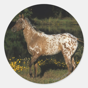 Sticker Rond Appaloosa Horse debout au bord du lac