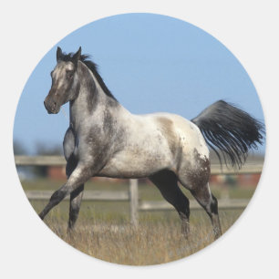 Sticker Rond Appaloosa Horse Running 3