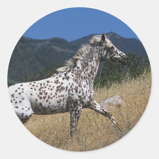 Sticker Rond Appaloosa Horse Running up Mountain (Devant)
