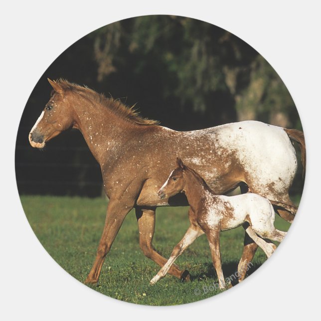 Sticker Rond Appaloosa Mare Et Foie (Devant)