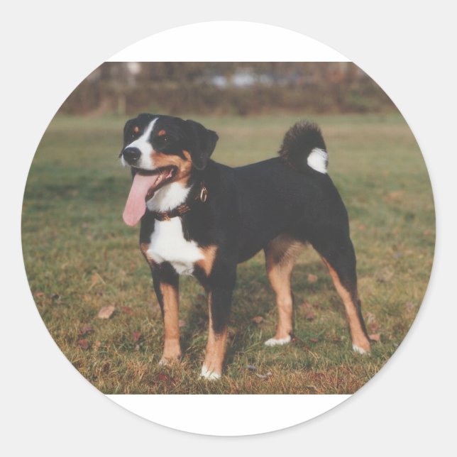 Sticker Rond Appenzeller Sennenhund Chien (Devant)
