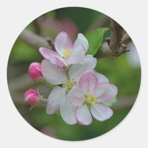 Sticker Rond Apple fleurissent