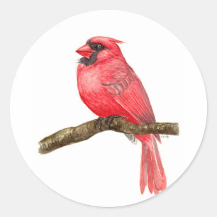 Sticker Rond Aquarelle cardinale