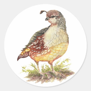 Sticker Rond Aquarelle d'origine Femme Californie Quail - Bird