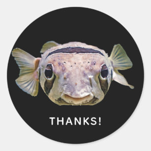 Sticker Rond Aquarium tropical Poisson Porcupine Merci