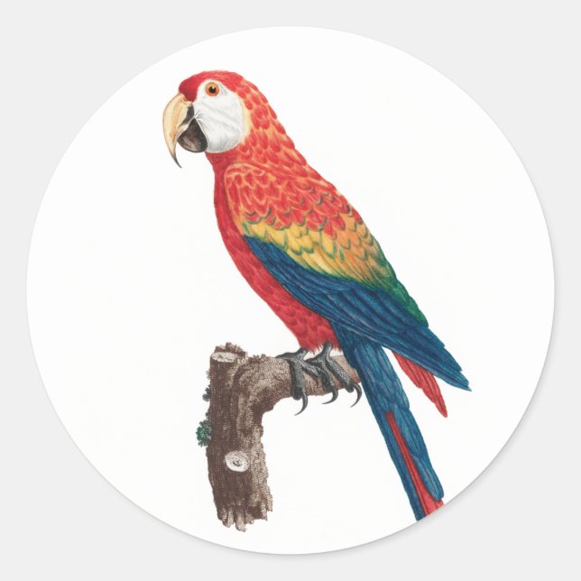 Sticker Rond Ara Canga Parrot (Devant)
