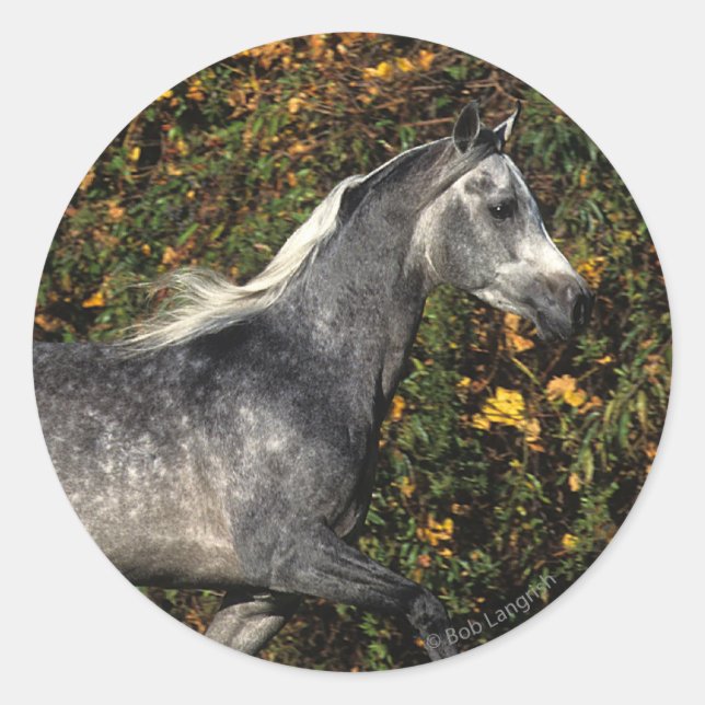 Sticker Rond Arabes en course : Automne (Devant)