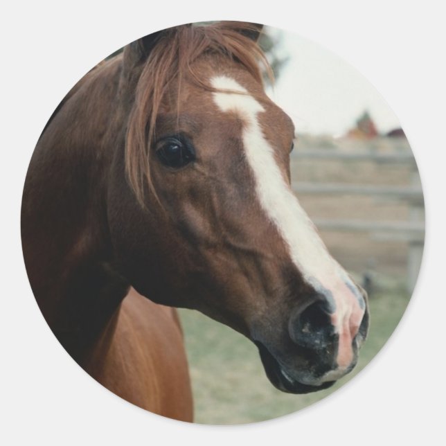 Sticker Rond Arabian au Pasture (Devant)