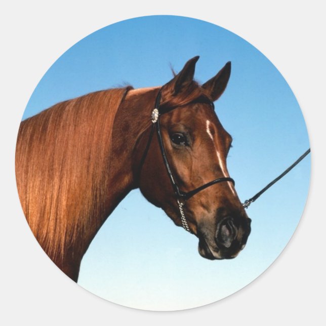 Sticker Rond Arabian Show Horse (Devant)