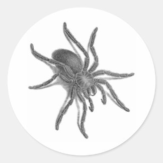 Sticker Rond Aranea Avicularia, Black Cuban Spider