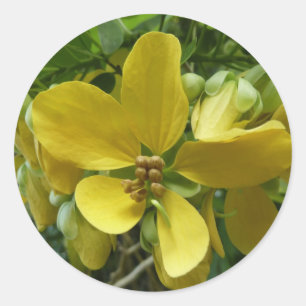 Sticker Rond Arbre à douche dorée Tropical Jaune Floral