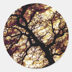 Sticker Rond Arbre de chêne