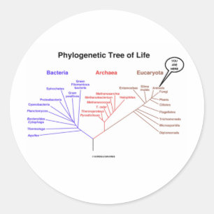 Sticker Rond Arbre de la vie phylogénétique - vous êtes ici 