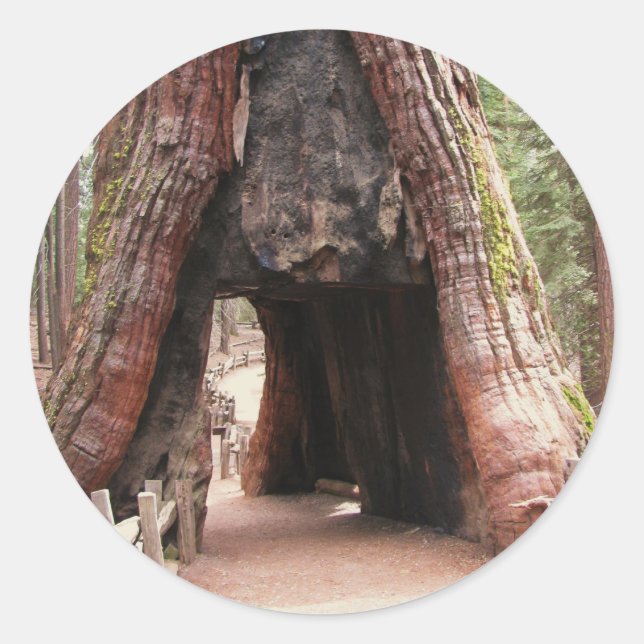 Sticker Rond Arbre du tunnel - Yosemite (Devant)