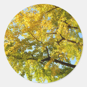 Sticker Rond Arbre Ginkgo : Japon