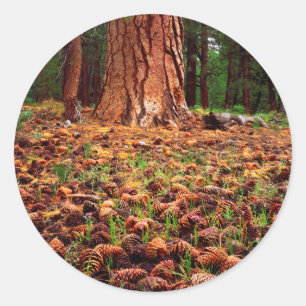 Sticker Rond Arbre Ponderosa de vieille croissance avec cônes d