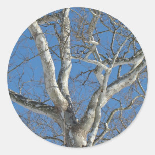Sticker Rond Arbre Sycamore contre les objets Sky hivernaux