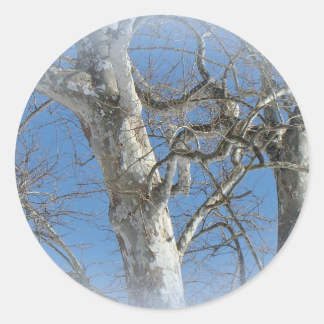 Sticker Rond Arbre Sycamore contre les objets Sky hivernaux (Devant)