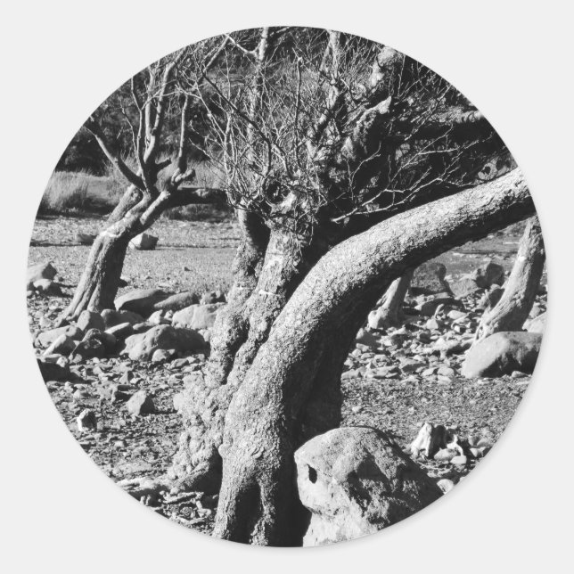 STICKER ROND ARBRES NOIRS ET BLANCS (Devant)