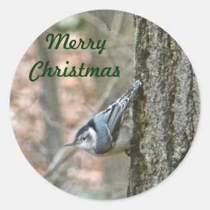 Sticker Rond Ardoise Grey Nuthatch Noël Songbird Noël