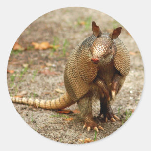 Sticker Rond Armadillo animal sauvage