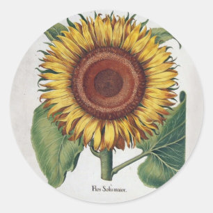 Sticker Rond Art de fleur de damas vintage tournesol
