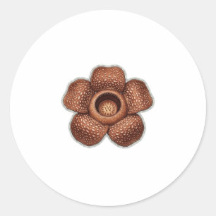 Sticker Rond Art de la fleur rare de Rafflesia - Bota indonésie