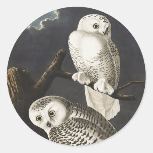 Sticker Rond Art oiseau de nuit vintage de la chouette blanche 