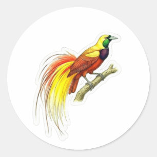 Sticker Rond Art vibrant de l'oiseau de paradis - Indonésie ico