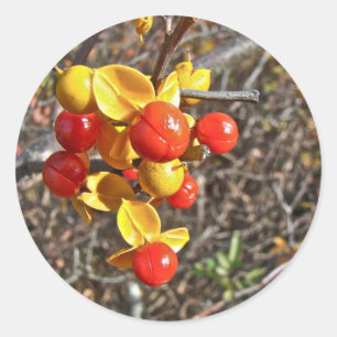 Sticker Rond Articles aigres-doux de baies de vigne